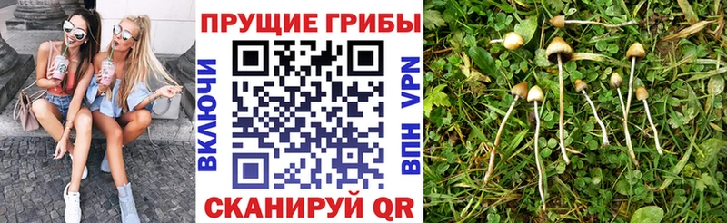 Купить где  Шарья  Псилоцибиновые грибы мицелий 